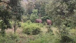 After Elephant Attack Kills 22, Jharkhand Declares 'Emergency'