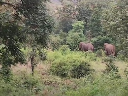 After Elephant Attack Kills 22, Jharkhand Declares 'Emergency'