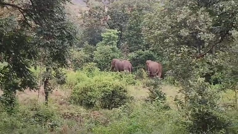 After Elephant Attack Kills 22, Jharkhand Declares 'Emergency'