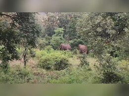 Elephant Group: छत्तीसगढ़ में यहां आ गया ग्यारह हाथियों का दल, डर के साये में ग्रामीण