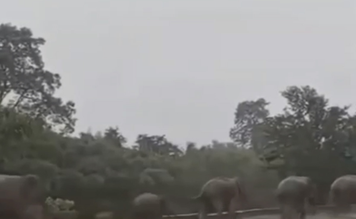 Video: Elephants Run Towards Cities, Villages For Shelter Amid Heavy Rain In Nepal