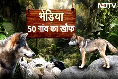 Wolf Attack Bahraich: UP के बहराइच में कैसे 2 भेड़ियों ने 50 गांवों में लोगों का जीना मुश्किल कर दिया है? Wolf Attack Bahraich: UP के बहराइच में कैसे 2 भेड़ियों ने 50 गांवों में लोगों का जीना मुश्किल कर दिया है?
