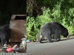 माउंट आबू के रिहायशी इलाकों में बढ़ रहा भालुओं का दखल, सड़क पर जूठन और कचरा खाते दिखे  माउंट आबू के रिहायशी इलाकों में बढ़ रहा भालुओं का दखल, सड़क पर जूठन और कचरा खाते दिखे