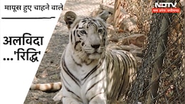 White Tigress Death: वन विहार भोपाल में सफेद बाघिन की मौत, पर्यटकों को जमकर लुभाती थी 'बिग कैट'