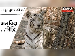 White Tigress Death: वन विहार भोपाल में सफेद बाघिन की मौत, पर्यटकों को जमकर लुभाती थी 'बिग कैट' White Tigress Death: वन विहार भोपाल में सफेद बाघिन की मौत, पर्यटकों को जमकर लुभाती थी 'बिग कैट'