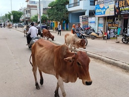 सड़कों पर घूम रही लावारिस गाय बन रही जान के लिए खतरा, एक साल में 12 लोगों की मौत, 100 से ज्यादा घायल सड़कों पर घूम रही लावारिस गाय बन रही जान के लिए खतरा, एक साल में 12 लोगों की मौत, 100 से ज्यादा घायल