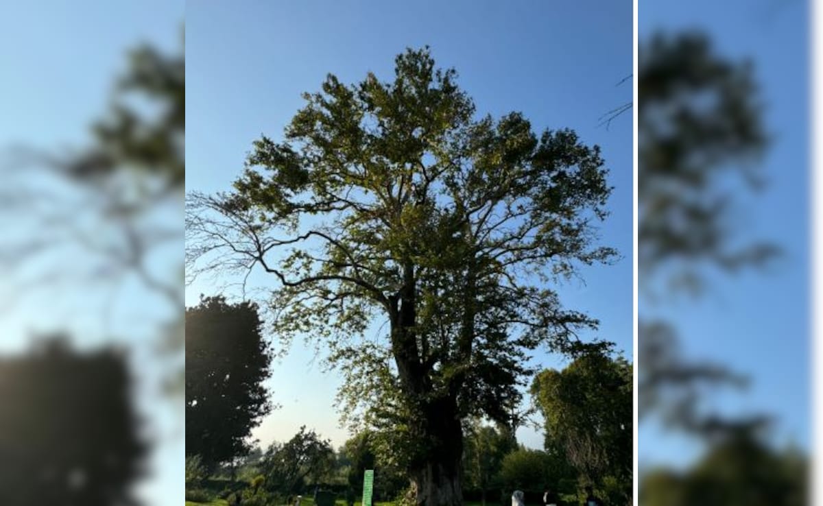 A 380-year-old Chinar tree in Nishat Bagh. A 380-year-old Chinar tree in Nishat Bagh.
