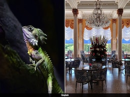 Lizard, Car Tire, And A Rs 50 Crore Watch: Hotels Reveal Most Unusual Lost And Found Items Lizard, Car Tire, And A Rs 50 Crore Watch: Hotels Reveal Most Unusual Lost And Found Items