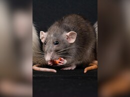 चूहों से छुटकारा पाने का ये रामबाण तरीका लीजिए अपना, हमेशा के लिए आपका घर छोड़ जाएंगे भाग