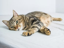 New Research Proves Cats To Be As Playful Companions As Dogs New Research Proves Cats To Be As Playful Companions As Dogs
