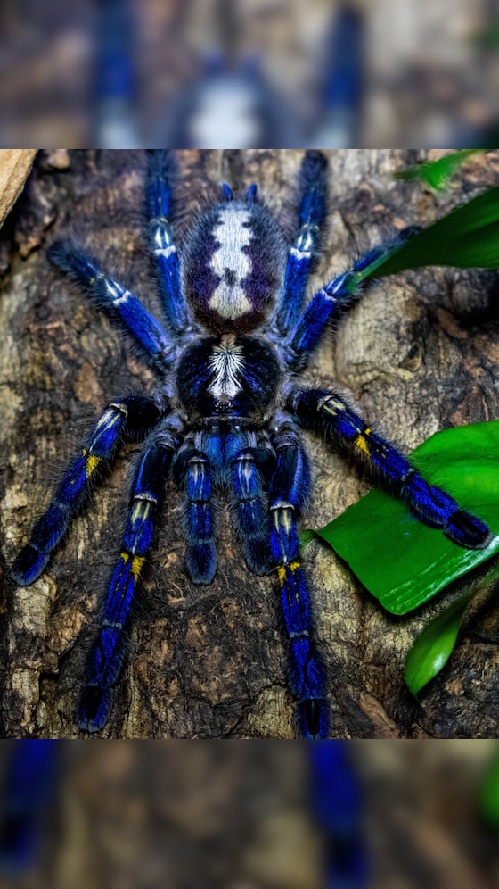 Meet The Metallic Blue Tarantula: World's Most Beautiful Spider