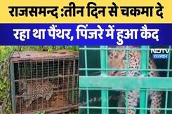 Rajsamand News: तीन दिन से चकमा दे रहा था panther, पिंजरे में हुआ कैद | Latest | Breaking News Rajsamand News: तीन दिन से चकमा दे रहा था panther, पिंजरे में हुआ कैद | Latest | Breaking News