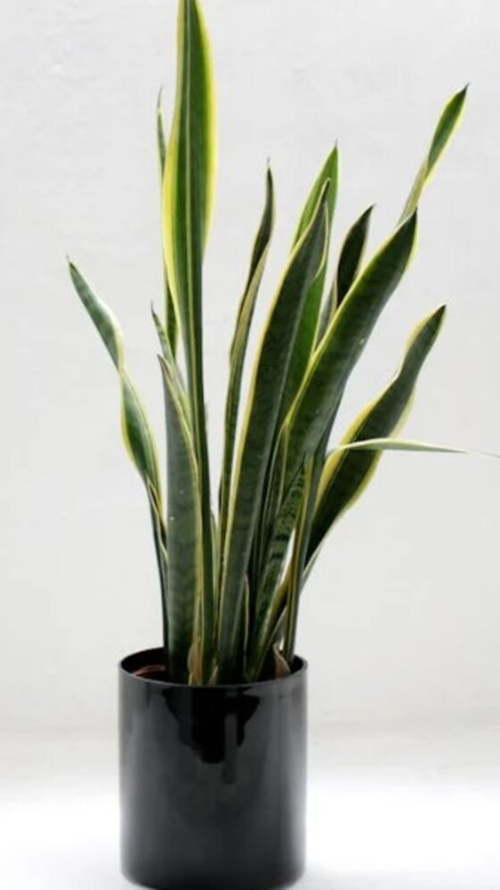 ferm living plant box klein Ferm Living - Plant Box Two-Tier main image 1