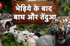 Wolf Attack UP News: UP में छाया जंगली जानवरों का आतंक, कहीं भेड़िये तो कहीं तेंदुए और बाघ की दहशत Wolf Attack UP News: UP में छाया जंगली जानवरों का आतंक, कहीं भेड़िये तो कहीं तेंदुए और बाघ की दहशत