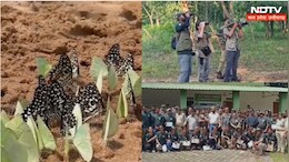 Biodiversity: बांधवगढ़ टाइगर रिजर्व में&nbsp;तितलियों पर अध्ययन, दो दिन में 100 से ज्यादा मिली प्रजातियां