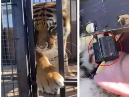 दांतों से पिंजरे का ताला तोड़ फरार हुआ खूंखार शिकारी, जू के इस वीडियो को देख कांप उठेगी रूह दांतों से पिंजरे का ताला तोड़ फरार हुआ खूंखार शिकारी, जू के इस वीडियो को देख कांप उठेगी रूह