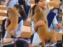 VIDEO: पहले क्लासरूम में बंदर ने ली धमाकेदार एंट्री, फिर लड़की को लगाया गले VIDEO: पहले क्लासरूम में बंदर ने ली धमाकेदार एंट्री, फिर लड़की को लगाया गले