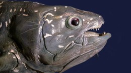 New Species Emerged As Tectonic Plates Shifted: Surprise Discovery