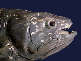 New Species Emerged As Tectonic Plates Shifted: Surprise Discovery New Species Emerged As Tectonic Plates Shifted: Surprise Discovery