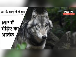 MP News:  अब एमपी में भी भेड़िए का आतंक, नींद में सो रहे इतने लोगों पर कर दिया हमला MP News:  अब एमपी में भी भेड़िए का आतंक, नींद में सो रहे इतने लोगों पर कर दिया हमला