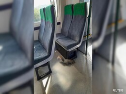 Train Cancelled In UK After Squirrel Refuses To Get Off Train Cancelled In UK After Squirrel Refuses To Get Off