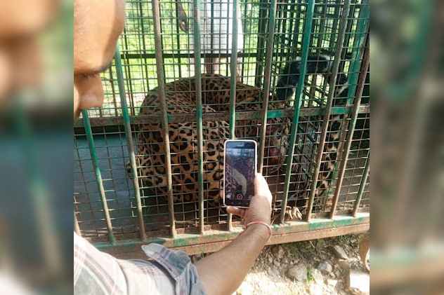 पिंजरे में  कैद हुआ तेंदुआ 