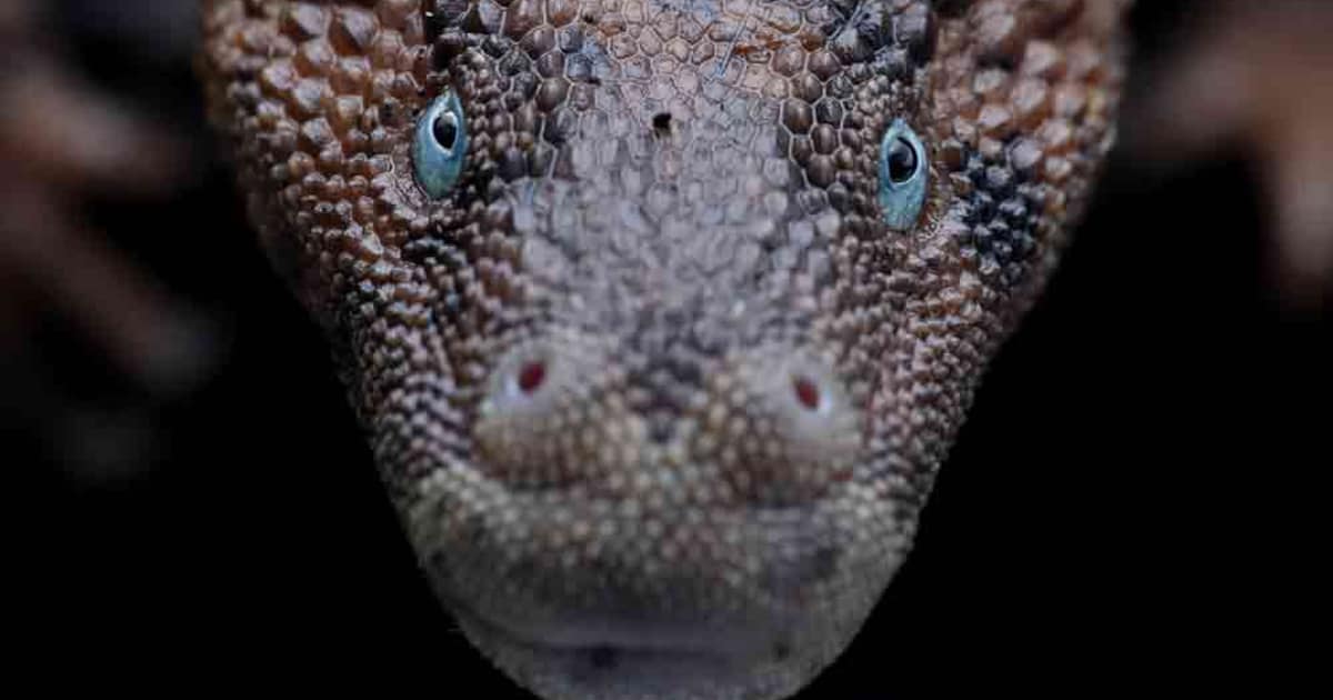 facts-about-earless-monitor-lizard
