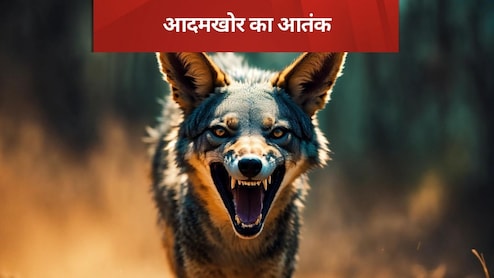 Animal Bites First Aid: भेड़िए या जंगली जानवर के हमले के बाद या जनवारों के काटने पर क्‍या करें, घरेलू उपचार