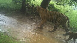 Caught On Camera: Tigress Spotted With 3 Cubs In Ranthambore National Park