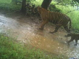Caught On Camera: Tigress Spotted With 3 Cubs In Ranthambore National Park Caught On Camera: Tigress Spotted With 3 Cubs In Ranthambore National Park