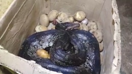 Watch: 8-Foot Python Found Inside Potato Box In Maharashtra Hotel