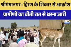 Deer Hunting: Sriganganagar में हिरण के शिकार से आक्रोश, ग्रामीणों का धरना जारी | Rajasthan Deer Hunting: Sriganganagar में हिरण के शिकार से आक्रोश, ग्रामीणों का धरना जारी | Rajasthan