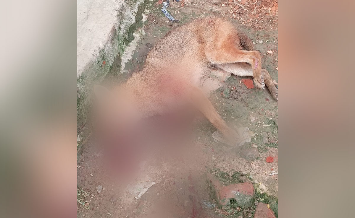 "Killer Wolves" Of Bahraich Trigger Panic Killing Of Jackals In Bihar