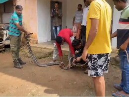 मॉनिटर छिपकली का पीछा करते-करते घर में घुसा 11 फुट लंबा किंग कोबरा, रेस्क्यू का Video देख कांप जाएगी रूह मॉनिटर छिपकली का पीछा करते-करते घर में घुसा 11 फुट लंबा किंग कोबरा, रेस्क्यू का Video देख कांप जाएगी रूह