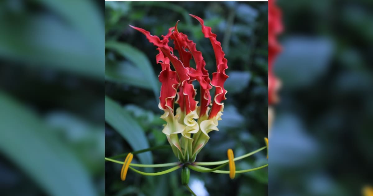 8 Most Expensive Flowers In The World