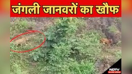 MP में वन्यजीवों का खौफ! कटनी में सियार तीन लोगों पर कर चुका है हमला, धार में दिखा बड़ा जानवर