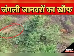 MP में वन्यजीवों का खौफ! कटनी में सियार तीन लोगों पर कर चुका है हमला, धार में दिखा बड़ा जानवर