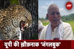 Wolf Attack in UP: भेडिये और बाघ से आगे कहां कहां पड़े हैं तेंदुओं के खूनी पंजे? Wolf Attack in UP: भेडिये और बाघ से आगे कहां कहां पड़े हैं तेंदुओं के खूनी पंजे?
