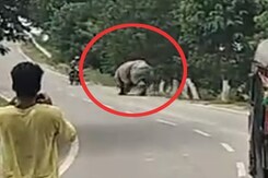 On Camera, Biker Chased And Attacked By Rhino In Assam, Dies On Camera, Biker Chased And Attacked By Rhino In Assam, Dies