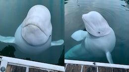 Russian "Spy Whale" Death: New Claim By Cops On How Hvaldimir Died