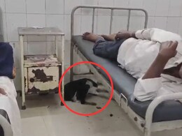 जिला अस्पताल में भारी अव्यवस्था, वार्ड में कुत्तों का राज, पुरुष नर्स करा रहे हैं महिला का प्रसव