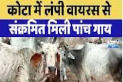 Rajasthan News: Kota में Lumpy Virus से संक्रमित मिली पांच गाय, क्या है लंपी वायरस? Rajasthan News: Kota में Lumpy Virus से संक्रमित मिली पांच गाय, क्या है लंपी वायरस?
