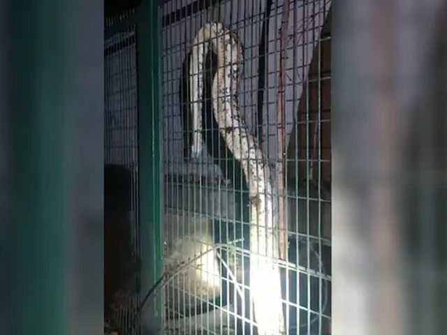 Giant Python Gets Into Power House In Lucknow, Causes Outage
