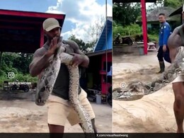 सांप बार-बार शख्स के मुंह पर मार रहा था झपट्टा, शख्स ने नंगे हाथों से पकड़ा सांप का सिर, आगे जो हुआ, आप डर जाएंगे सांप बार-बार शख्स के मुंह पर मार रहा था झपट्टा, शख्स ने नंगे हाथों से पकड़ा सांप का सिर, आगे जो हुआ, आप डर जाएंगे