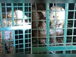 Rajasthan: पिंजरे में कैद हुआ मासूम का शिकार करने वाला 'आदमखोर तेंदुआ', डर से आजाद हुए लोग