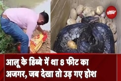 Maharashtra: होटल में घुसा 8 फीट लंबा अजगर, कड़ी मशक्कत से मिला छुटकारा, देखें वीडियो Maharashtra: होटल में घुसा 8 फीट लंबा अजगर, कड़ी मशक्कत से मिला छुटकारा, देखें वीडियो