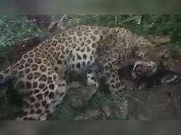 उत्तर प्रदेश: गुलदार ने होमगार्ड पर किया हमला तो परिवार के लोगों ने पीट-पीटकर मार डाला उत्तर प्रदेश: गुलदार ने होमगार्ड पर किया हमला तो परिवार के लोगों ने पीट-पीटकर मार डाला