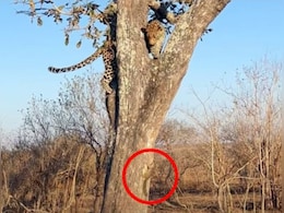 गिलहरी ने तेंदुए के लिए खूब मजे, बाल भी बांका नहीं कर पाया शिकारी, लोग बोले- इसकी तो मोय-मोय हो गई गिलहरी ने तेंदुए के लिए खूब मजे, बाल भी बांका नहीं कर पाया शिकारी, लोग बोले- इसकी तो मोय-मोय हो गई