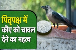 Pitru Paksha में कौए को क्यों खिलाया जाता है चावल, जानें पंडित जी से इसका महत्व | NDTV India Pitru Paksha में कौए को क्यों खिलाया जाता है चावल, जानें पंडित जी से इसका महत्व | NDTV India