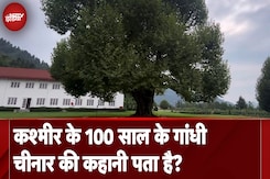Jammu Kashmir Assembly Elections: कश्मीर के 100 साल के Gandhi Chinar की कहानी पता है? Jammu Kashmir Assembly Elections: कश्मीर के 100 साल के Gandhi Chinar की कहानी पता है?